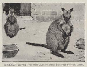 Baby Kangaroo, the First of the Brush-Tailed Rock Species born at the Zoological Gardens by Cecil Charles Windsor Aldin